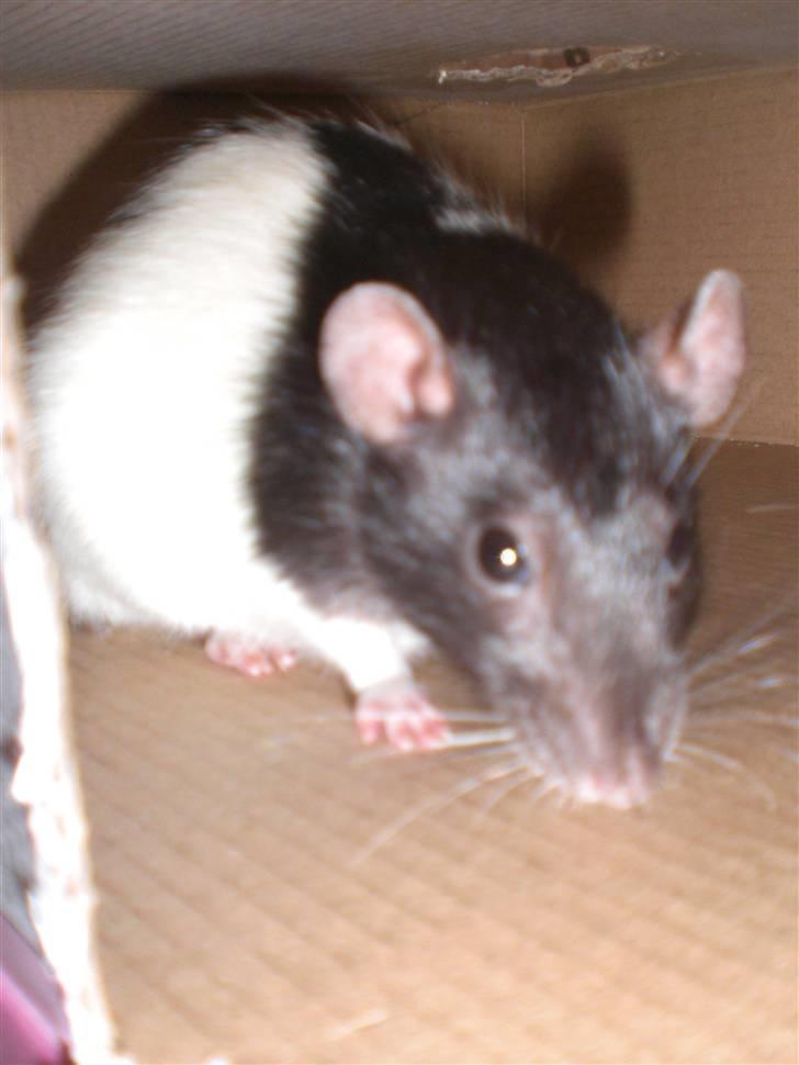 Tamrotte Yui RIP - 20/5-10 billede 16