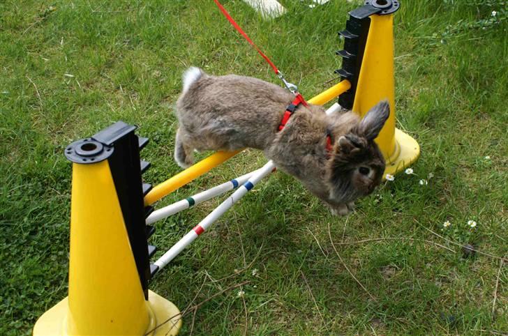 Kanin Mr. Julius - foto: far mand(henrik)XD billede 11