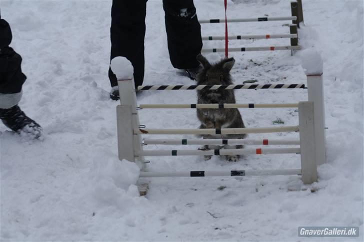 Kanin Mr. Julius - til hopdag hos S.O.A :D super hygge!  billede 12