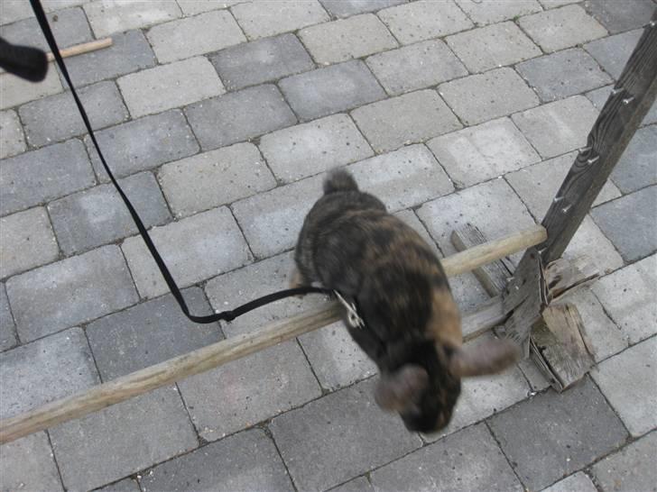 Kanin Dværgvædder Pelle - FØRSTE BILLEDE AF AT HAN HOPPEDE! 60 CM!.. :D billede 18