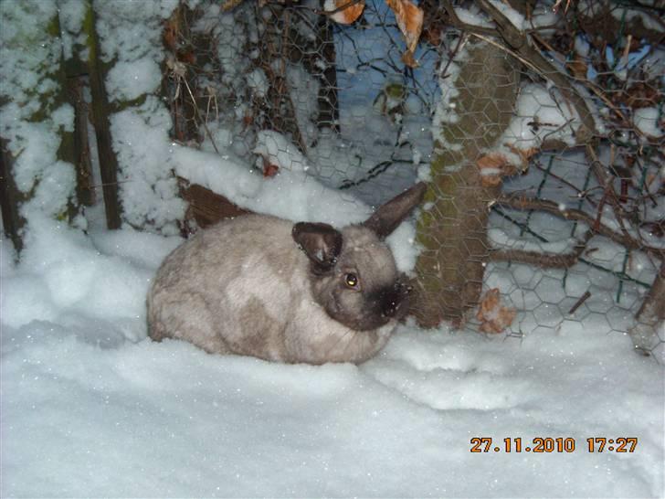 Kanin Sassi - den lille pige i sneen for første gang i 2010:D
Foto: Mig billede 11