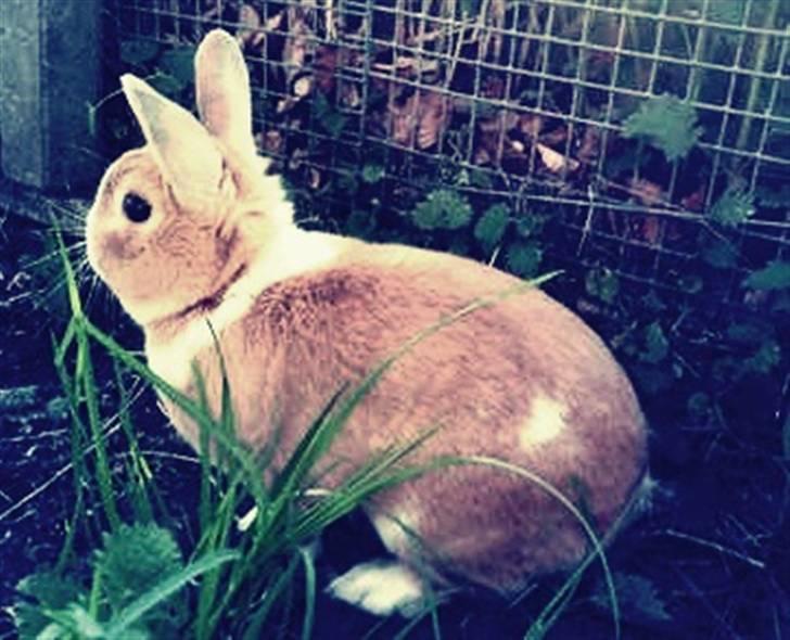 Kanin Cody - the Blue Eye <3 billede 1