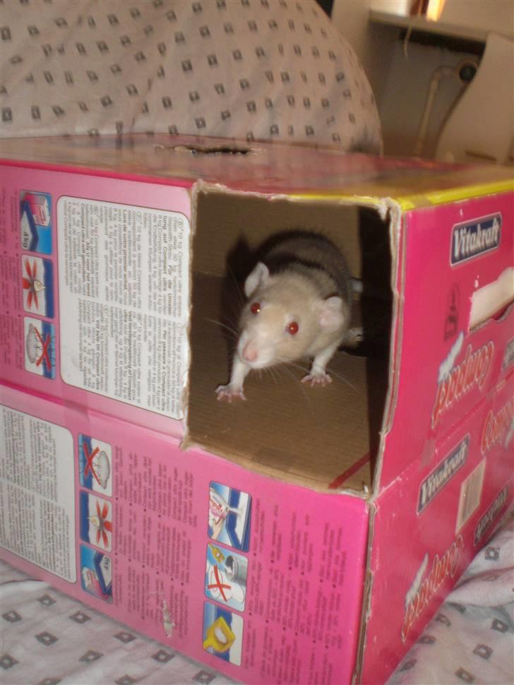 Tamrotte Safia RIP - 20/5-10 billede 10