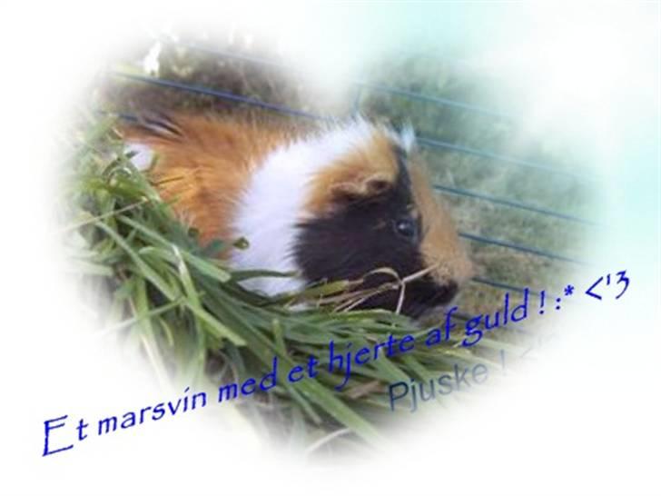 Marsvin Pjuske *RIP* billede 14
