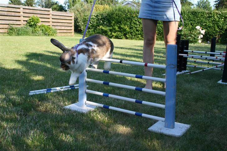 Kanin Prada's Nesta - Nesta hopper enkelt spring. billede 6