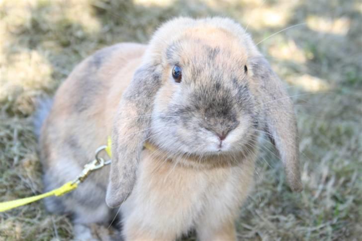 Kanin Tom K. - Fine Tom til stævne. billede 9