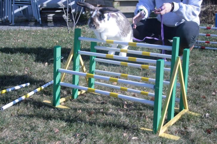 Kanin Prada's Nesta - Nesta hopper griseryg. billede 7