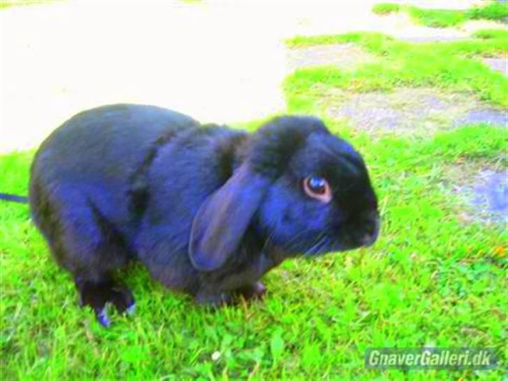 Kanin Holmens Pepsi <3 billede 2