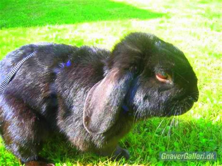 Kanin Holmens Pepsi <3 billede 3