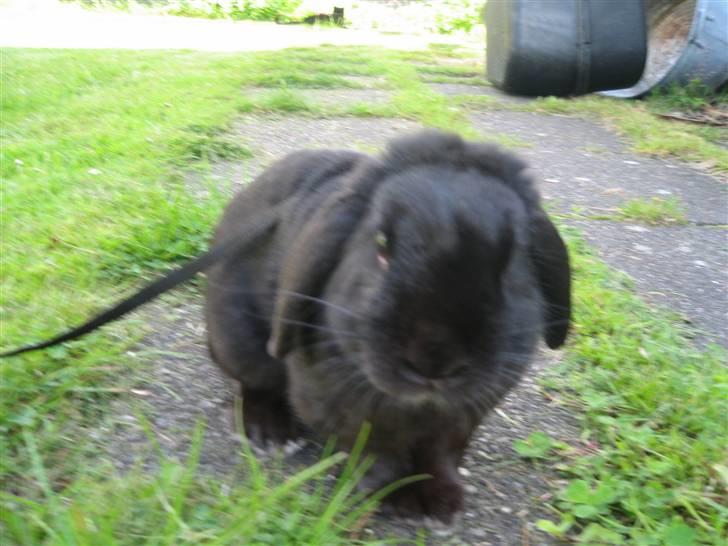 Kanin Holmens Pepsi <3 billede 4