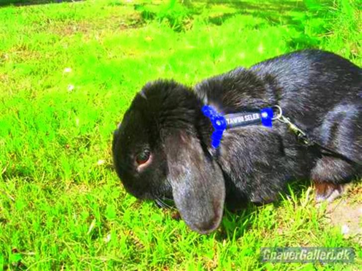 Kanin Holmens Pepsi <3 billede 5