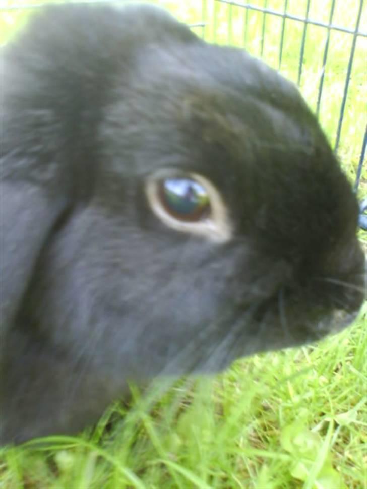 Kanin Holmens Pepsi <3 billede 6