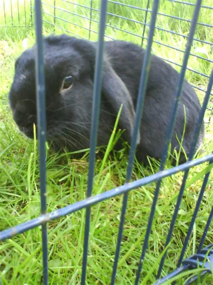 Kanin Holmens Pepsi <3 billede 7