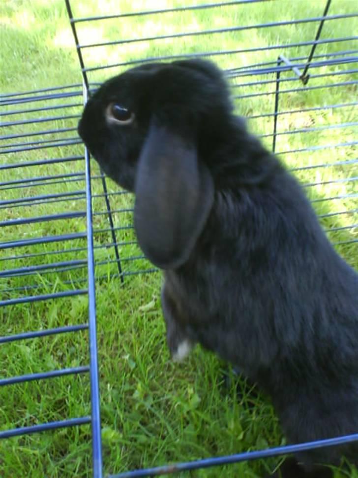 Kanin Holmens Pepsi <3 billede 8