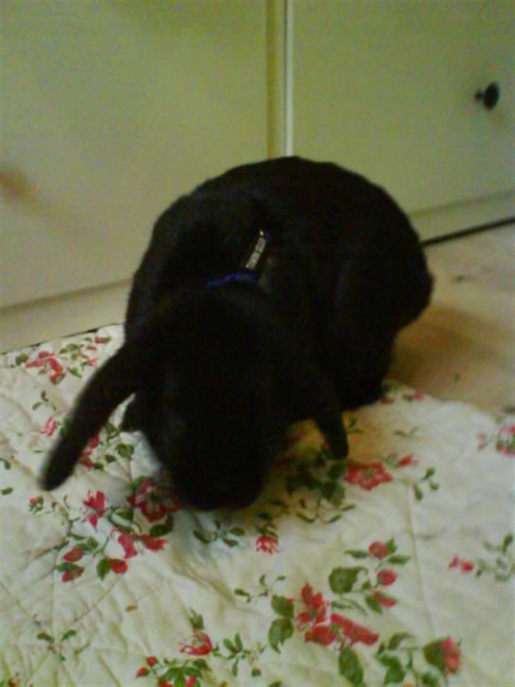 Kanin Holmens Pepsi <3 billede 9