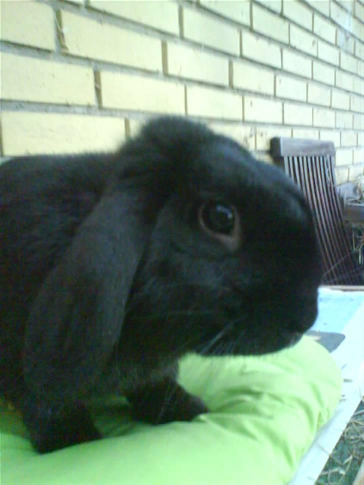 Kanin Holmens Pepsi <3 billede 10