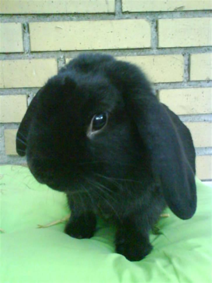 Kanin Holmens Pepsi <3 billede 11