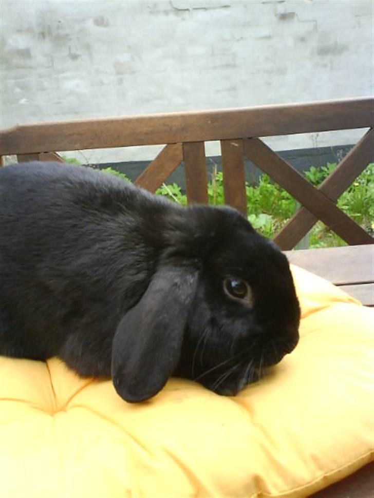 Kanin Holmens Pepsi <3 billede 12