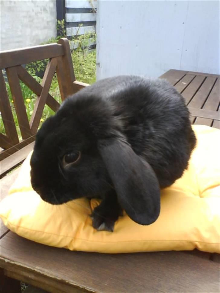 Kanin Holmens Pepsi <3 billede 13