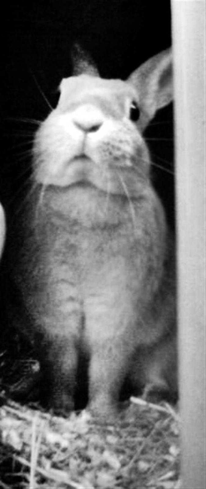 Kanin Nala <3  - velkommen til Nala´s profil <3    billede 1