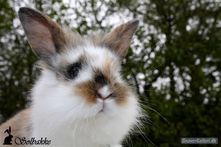 Kanin Solbakke´s Sigurd billede 2