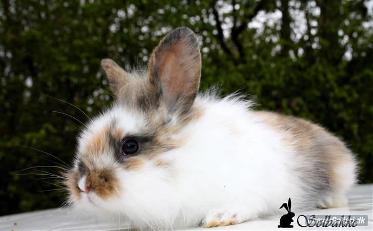 Kanin Solbakke´s Sigurd billede 3