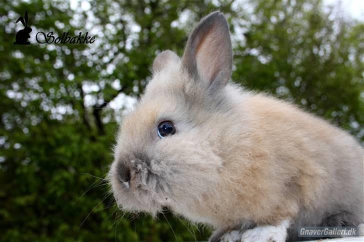 Kanin Solbakke´s Luna billede 11