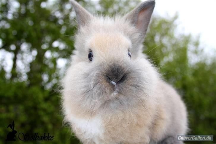 Kanin Solbakke´s Luna billede 12