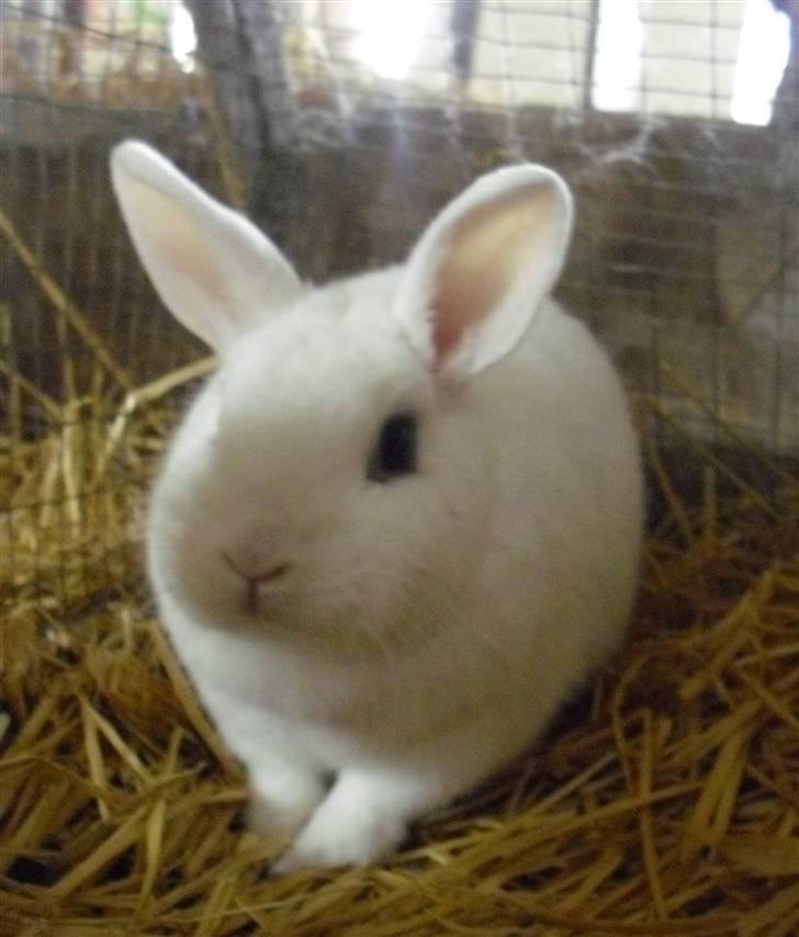Kanin Snehvide - * billedet må ikke kopieres *  billede 3