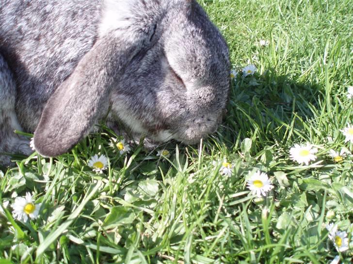 Kanin Nullergøj billede 2