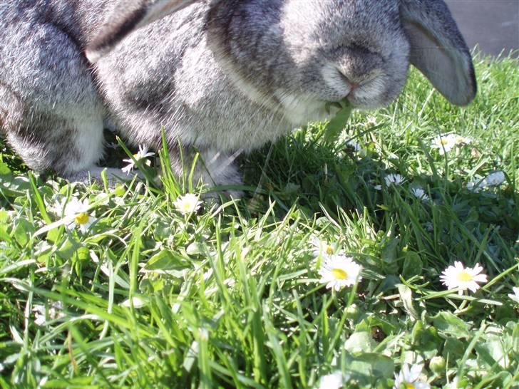 Kanin Nullergøj billede 3