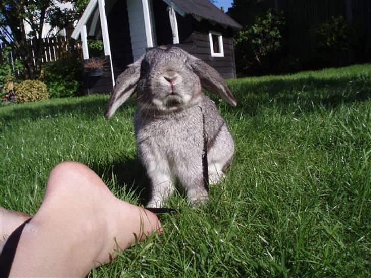 Kanin Nullergøj billede 4