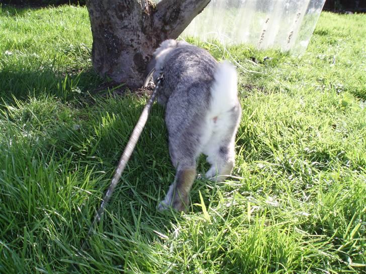 Kanin Nullergøj billede 5