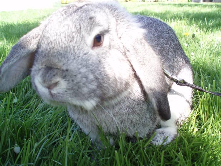 Kanin Nullergøj billede 6