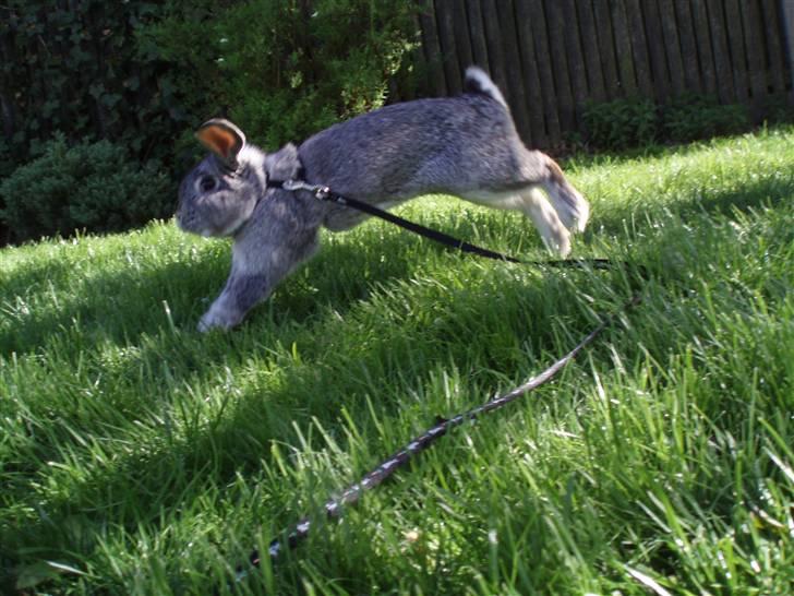 Kanin Nullergøj billede 7