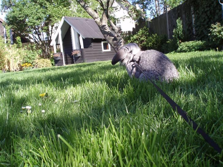 Kanin Nullergøj billede 8