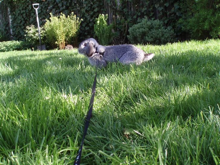 Kanin Nullergøj billede 9