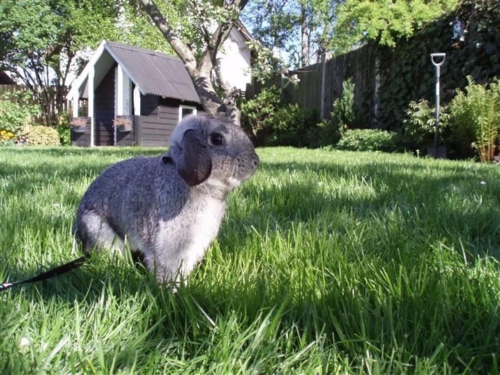 Kanin Nullergøj billede 10