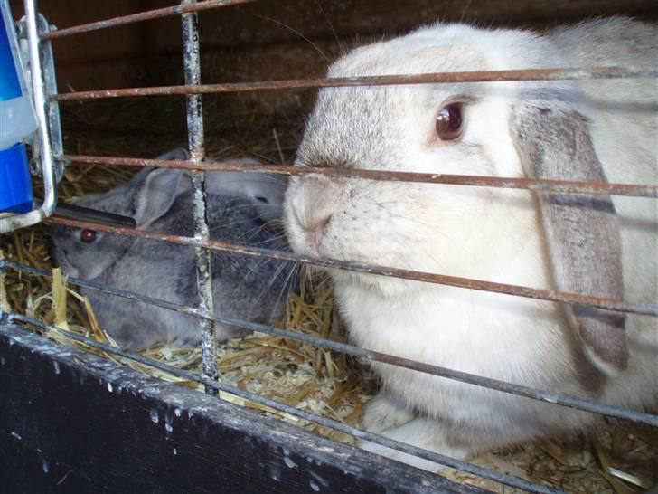 Kanin Snowy [Solgt :'( ] billede 10