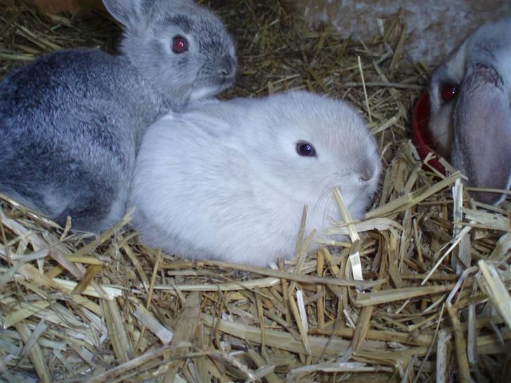 Kanin Snowy [Solgt :'( ] billede 11