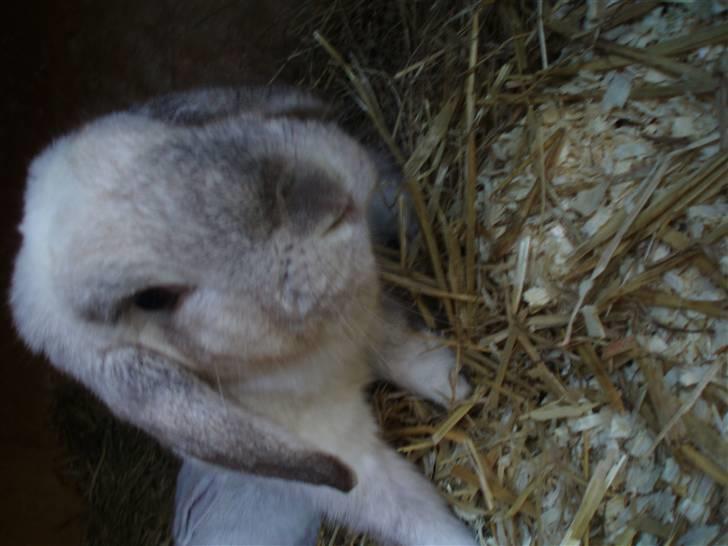 Kanin Snowy [Solgt :'( ] billede 12