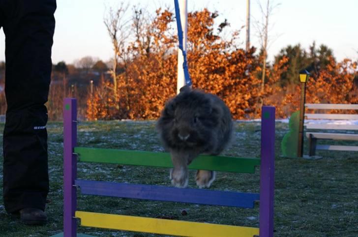 Kanin Mr. Julius - foto; cecilie stald olympic :D seje dreng! men måske taget på et lidt forkert tidspunkt cille? xD billede 13