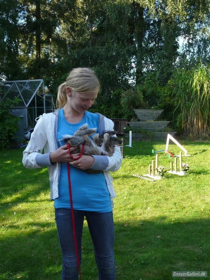 Kanin Mr. Julius - foto: sandra :D nkk træning D. 7 september 2010 SORRY HVOR SER JEG SPASTISK UD!! billede 14