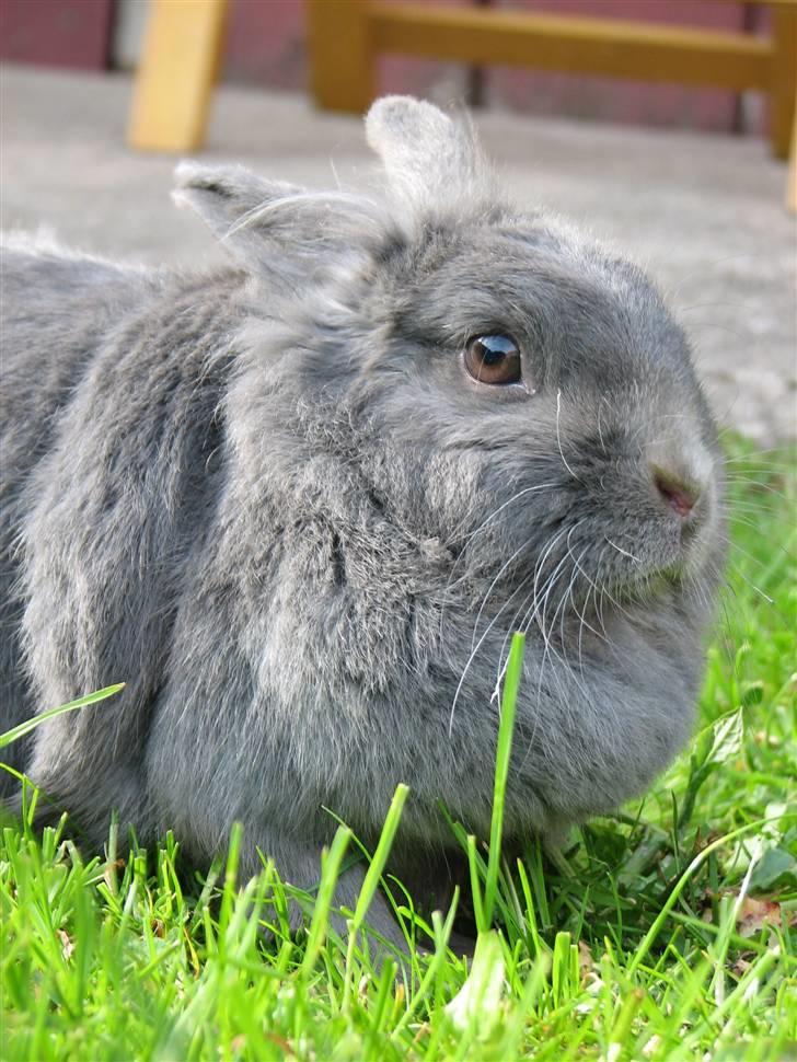 Kanin Oscar *R.I.P.* - Smukke:) billede 4