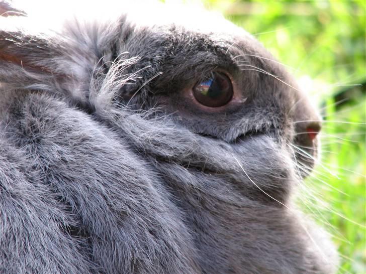 Kanin Oscar *R.I.P.* - Mit dræber-dyr:) billede 5