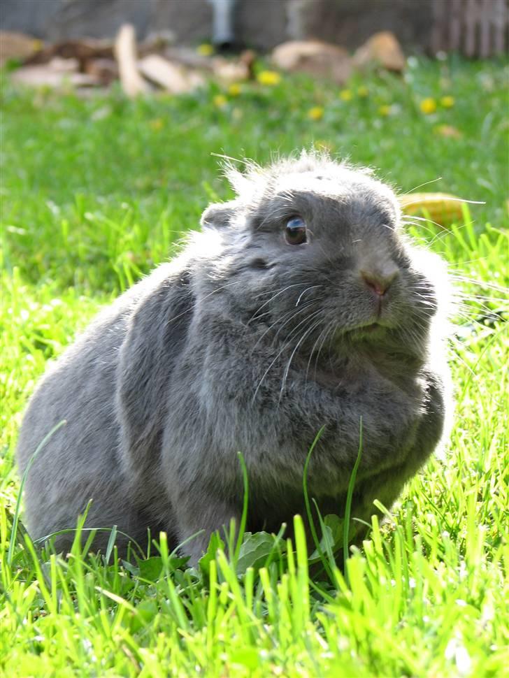 Kanin Oscar *R.I.P.* - Lille forskræmte, vagtsomme Oscar:) billede 7