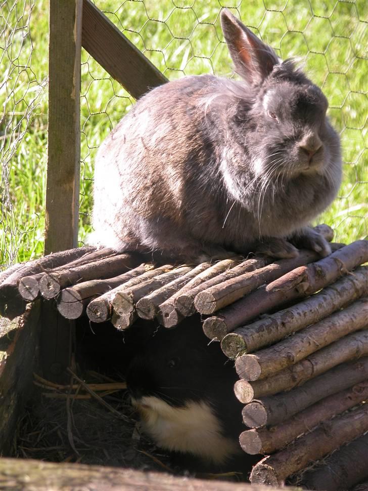 Kanin Oscar *R.I.P.* - Nyder solen:) Med Ronan nedenunder:) billede 9