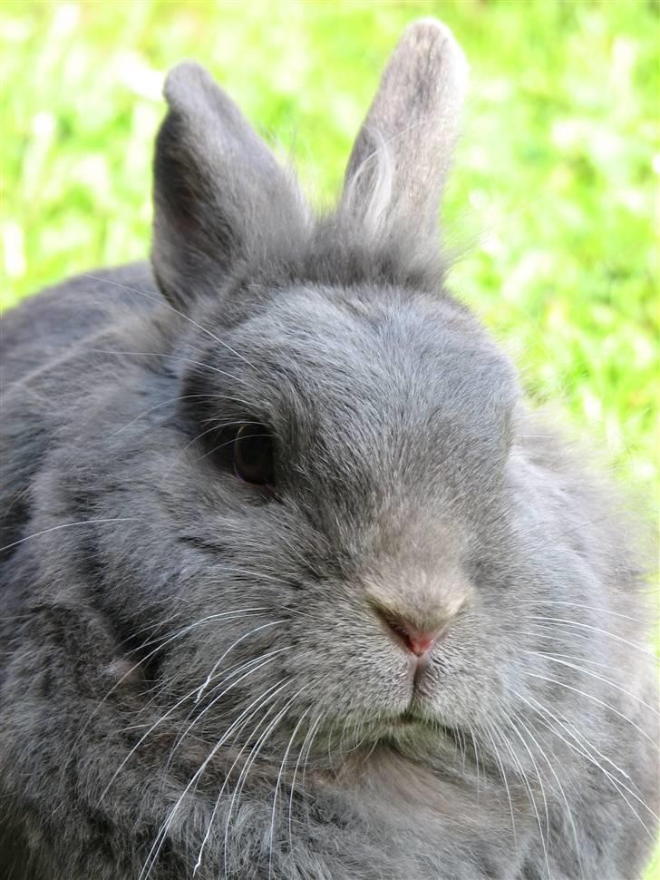 Kanin Oscar *R.I.P.* - Sure mokke:) billede 10