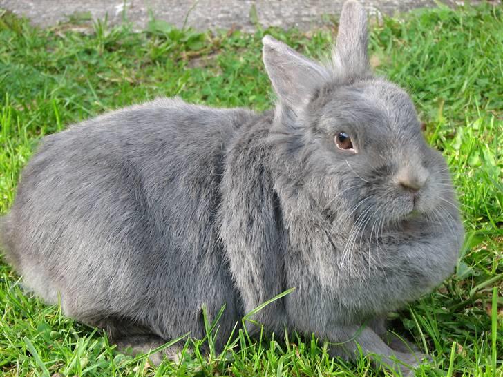 Kanin Oscar *R.I.P.* - Nurh:) billede 11