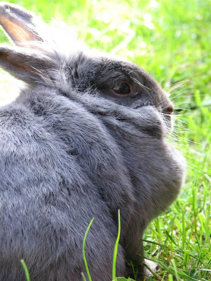 Kanin Oscar *R.I.P.* - Dobbelthage?:) billede 12